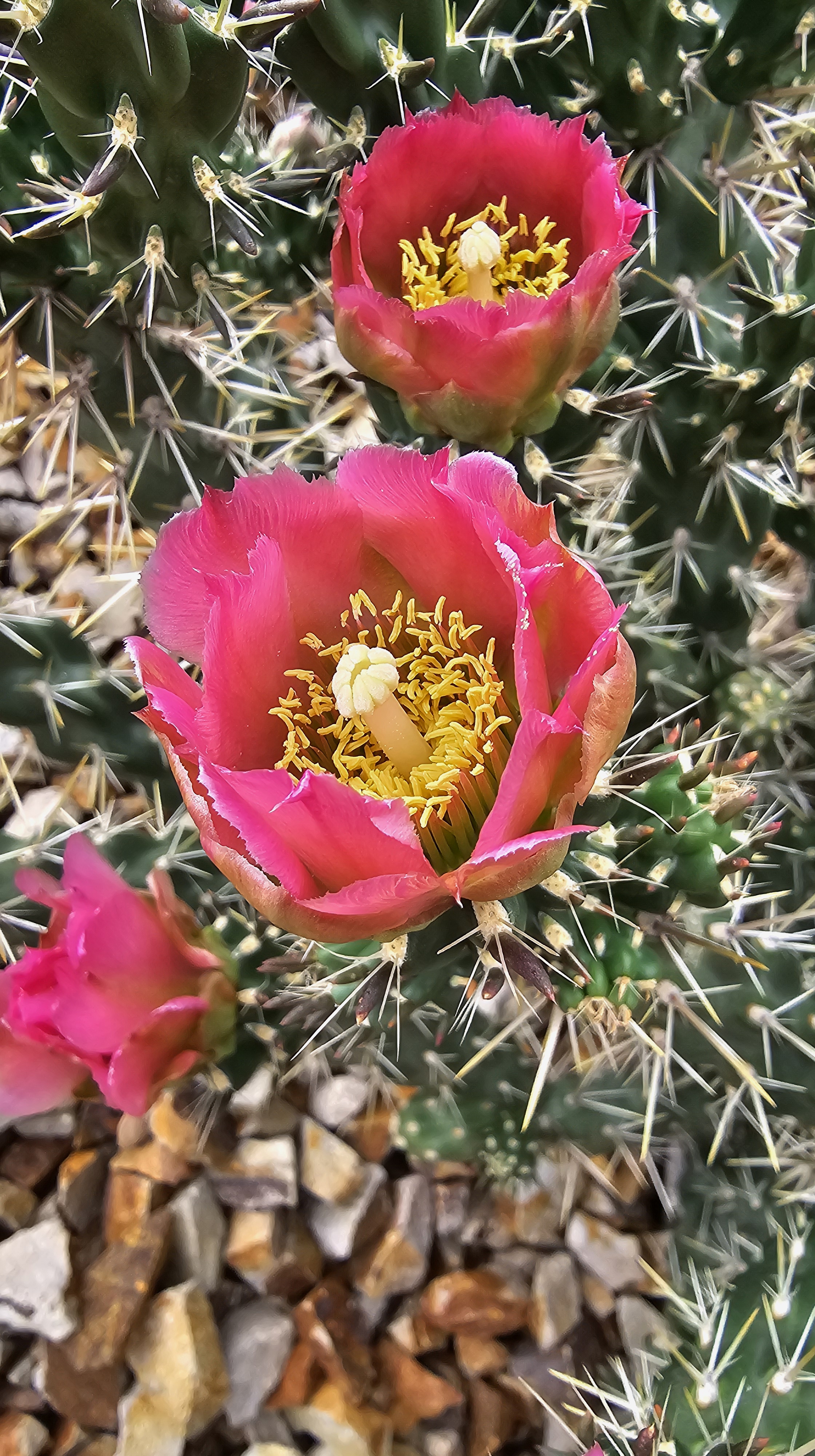 Cholla – Smith Rock Cactus Company